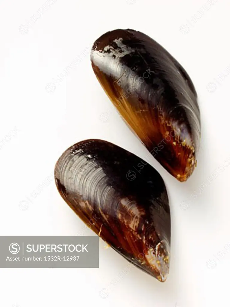 Two Mussels