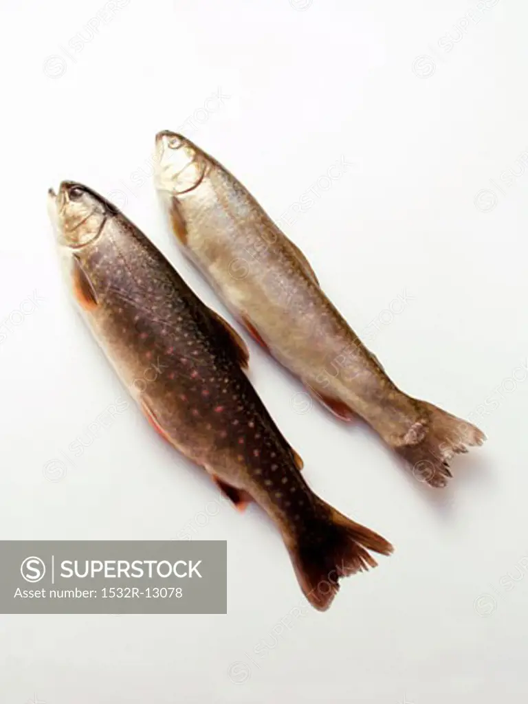 Two fresh brook trout