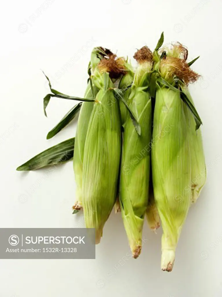 Three Fresh Ears of Corn
