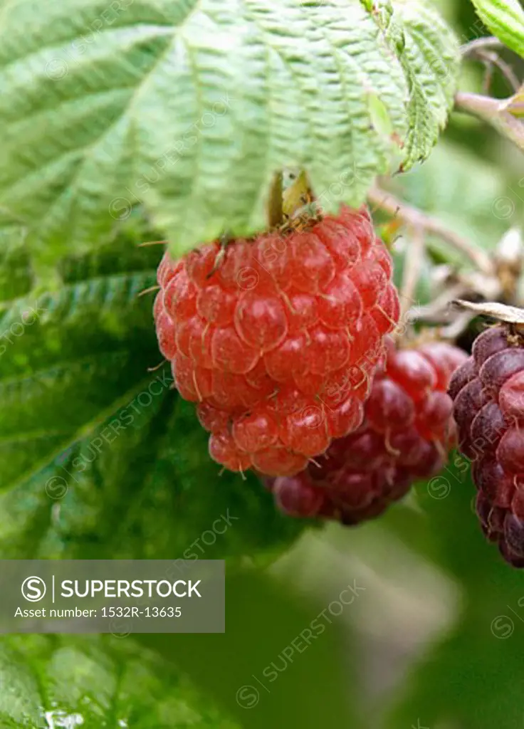 Raspberries on the Bush