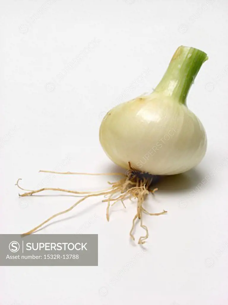 Knob Onion