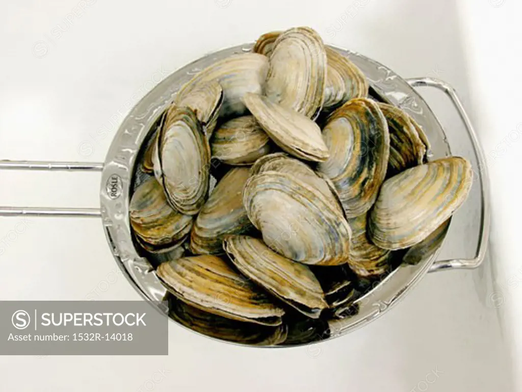 Clams in a Metal Strainer