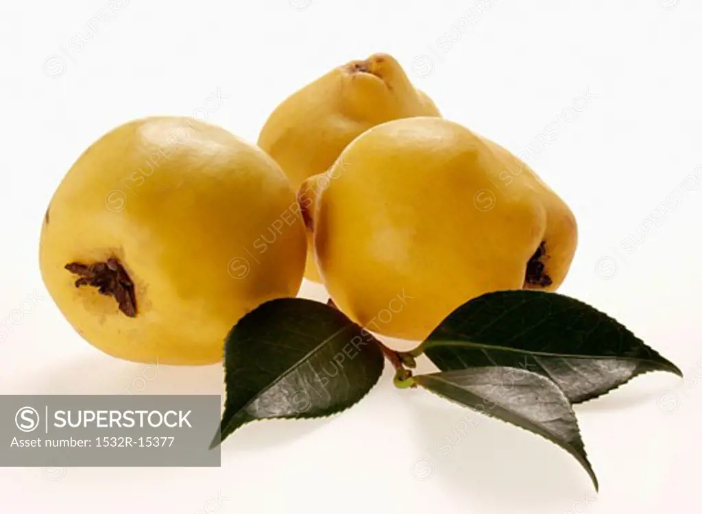 Three quinces with leaves