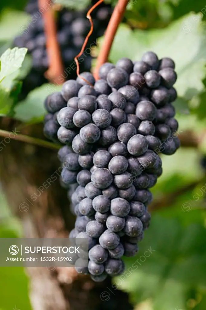 Red wine grapes on the vine