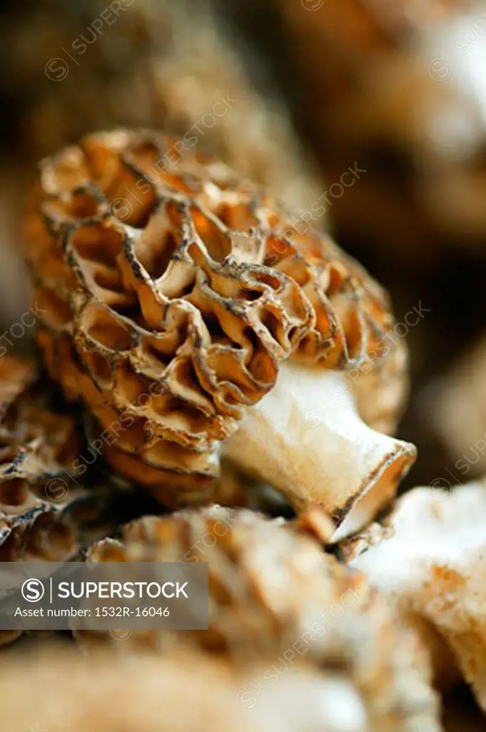 Fresh Morel Mushrooms