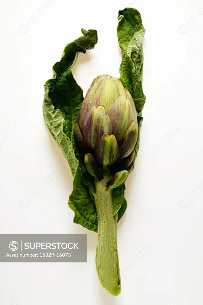 Artichoke with leaves