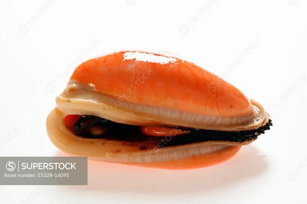 New Zealand mussel without shell