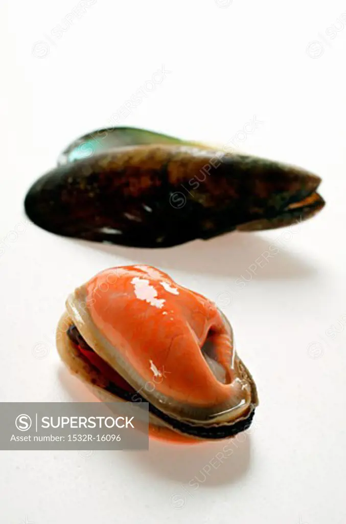Shelled New Zealand mussel with mussel shells 
