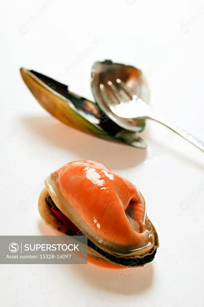 Shelled New Zealand mussel with mussel shells