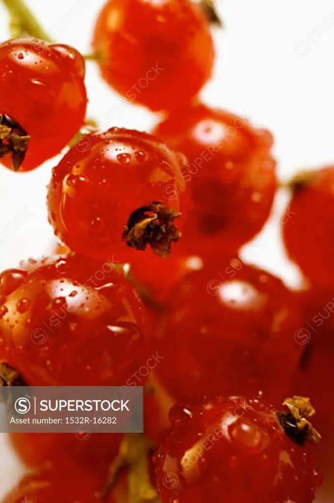 Redcurrants with drops of water (detail)