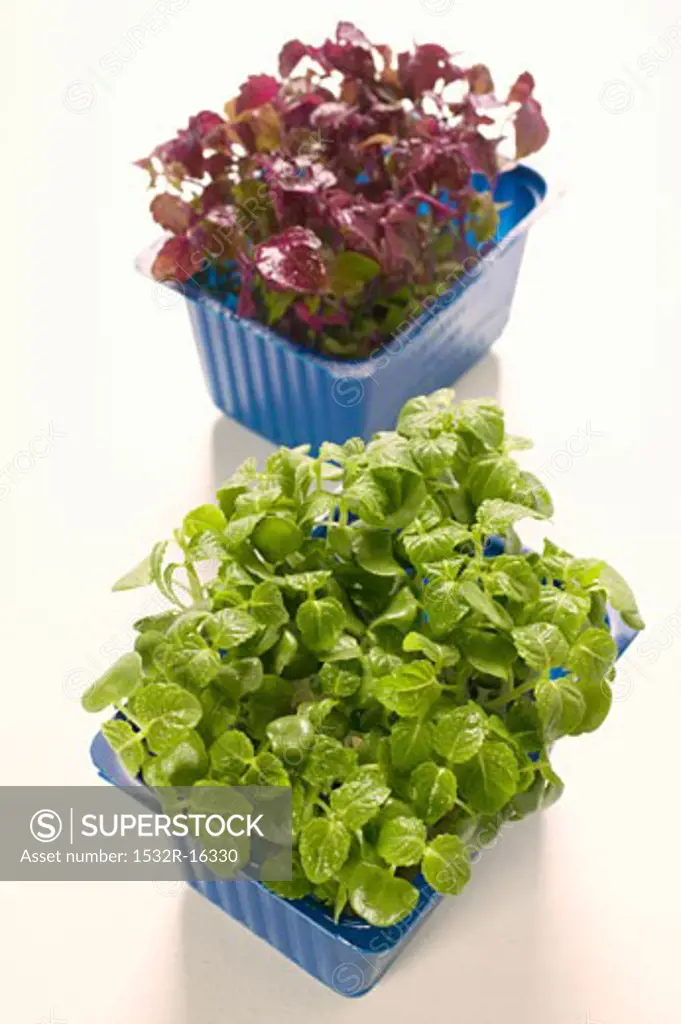 Green and red daikon cress in plastic punnets