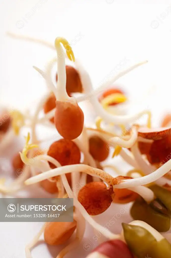 Various fresh sprouts