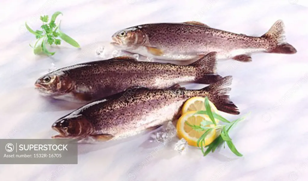 Three brook trout with herbs, lemon slices and ice