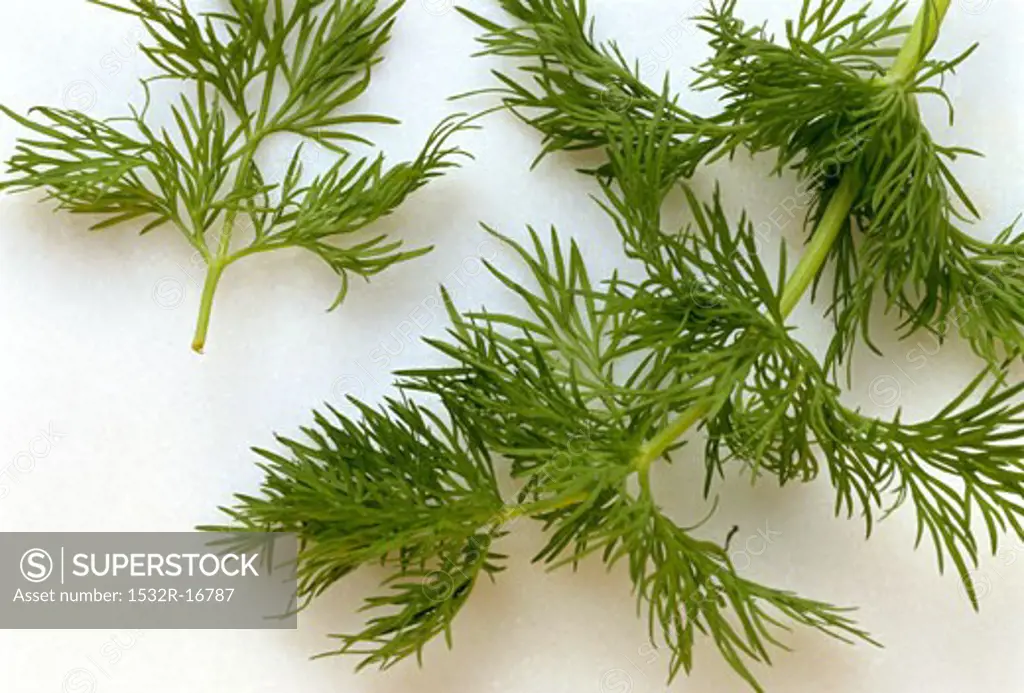 A Bunch of Fresh Dill