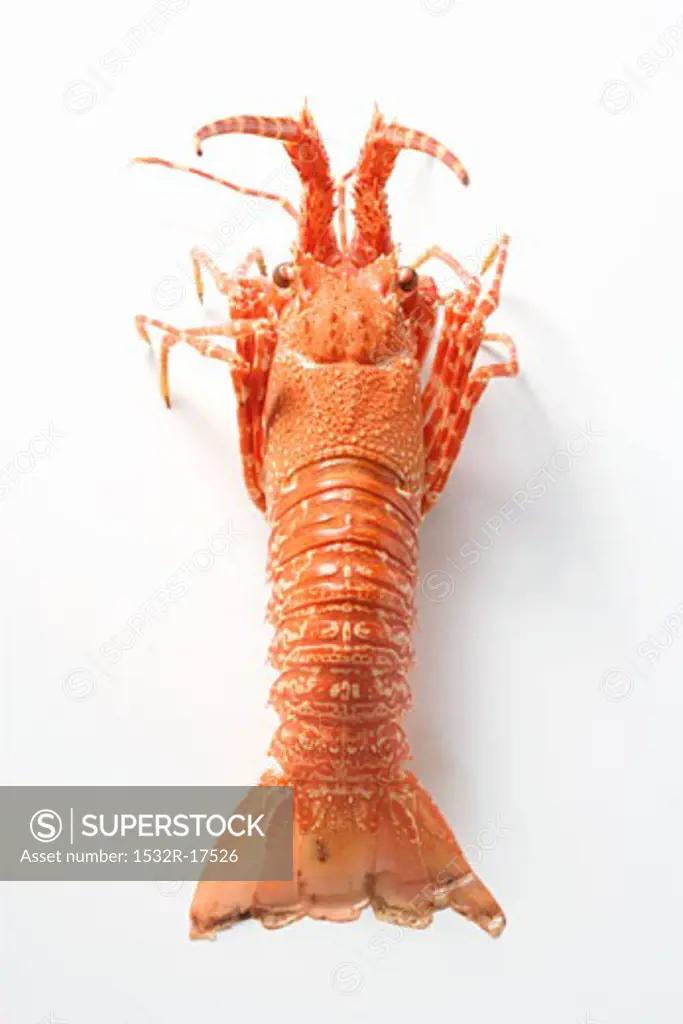 Spiny lobster from above
