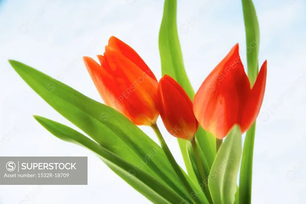 Red tulips against a sky-blue background