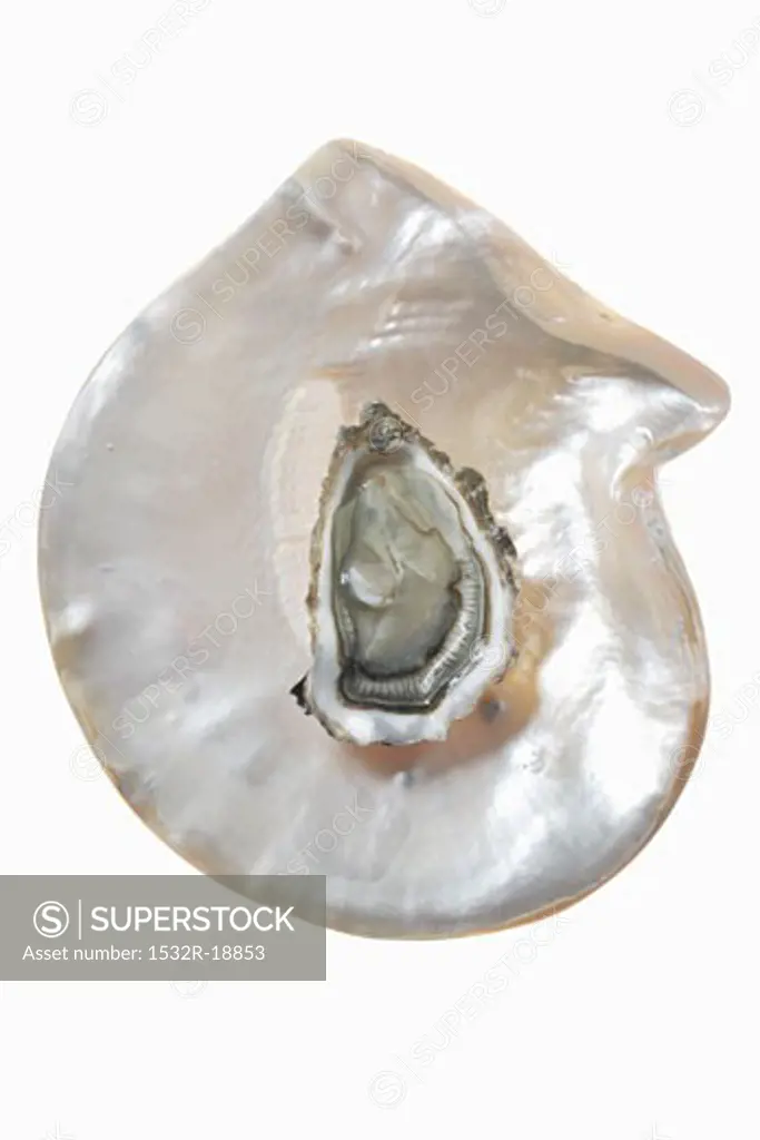 An oyster on mother-of-pearl background