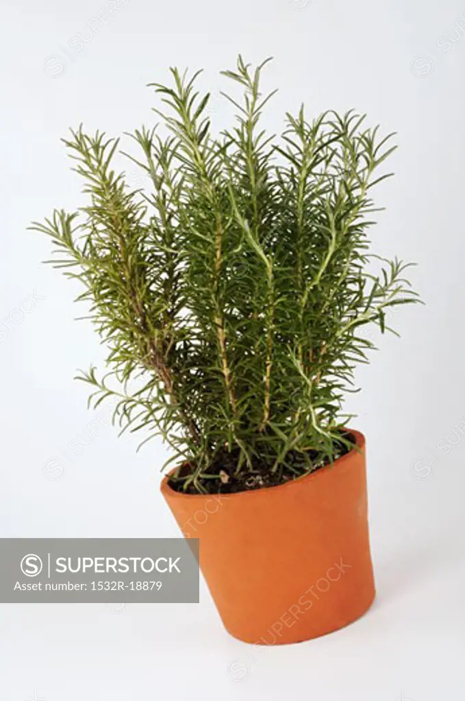 Rosemary in a cache-pot