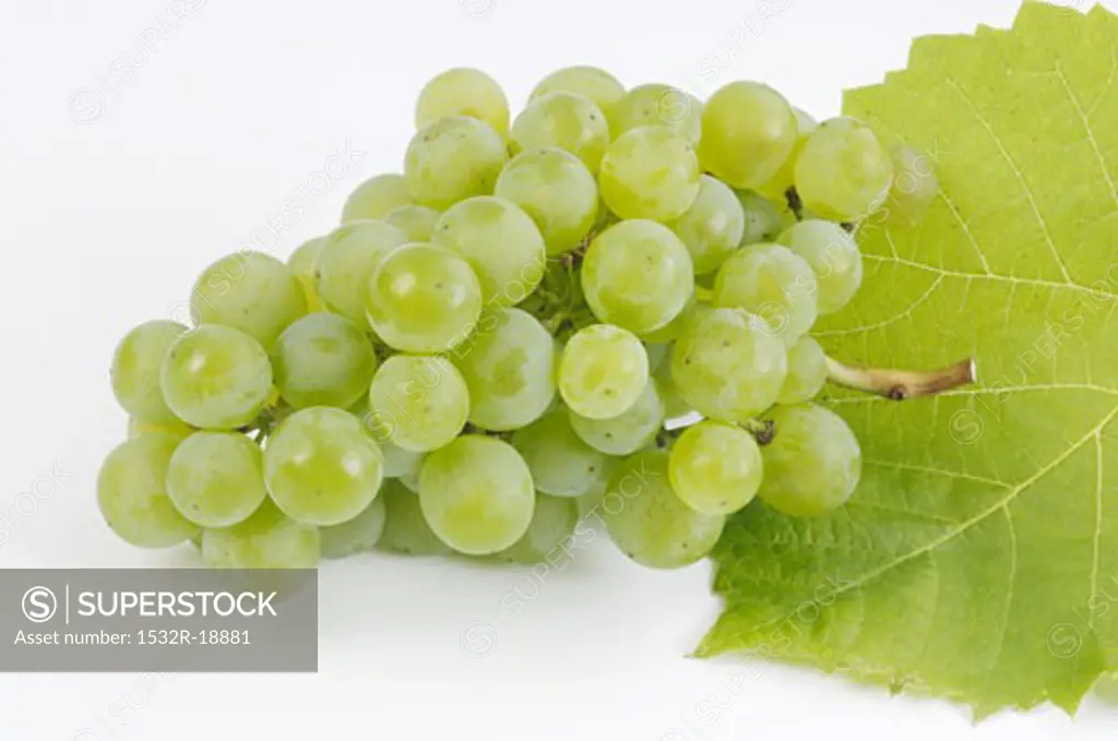 White wine grapes beside a vine leaf