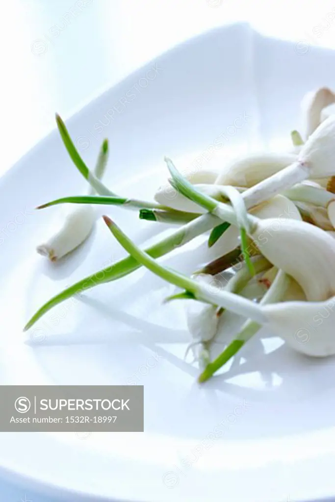 Cloves of garlic with shoots in a bowl