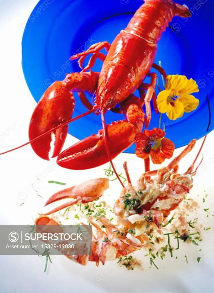 Cooked lobster, whole and in pieces