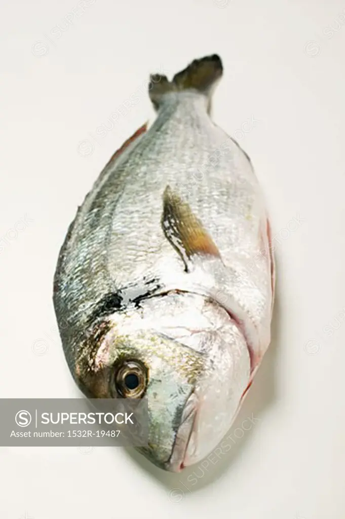 Fresh sea bream