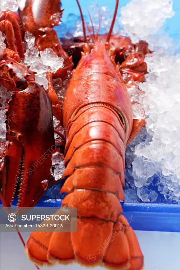 Lobster on crushed ice