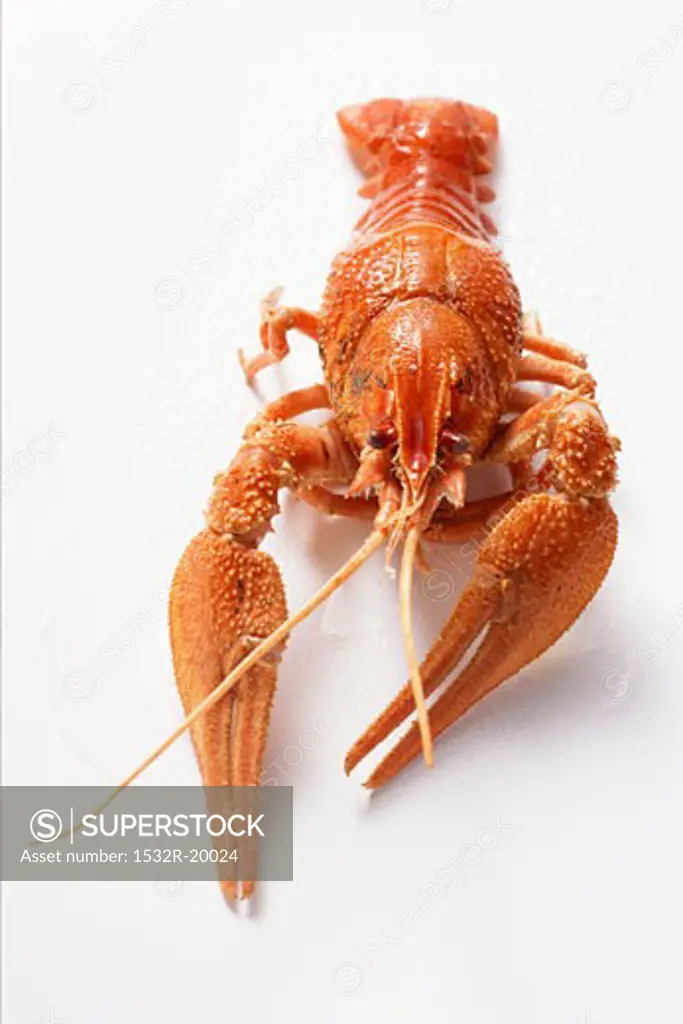 Freshwater crayfish from the front