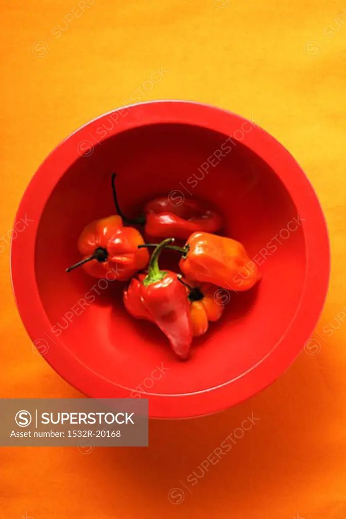 Habanero chili peppers in red bowl