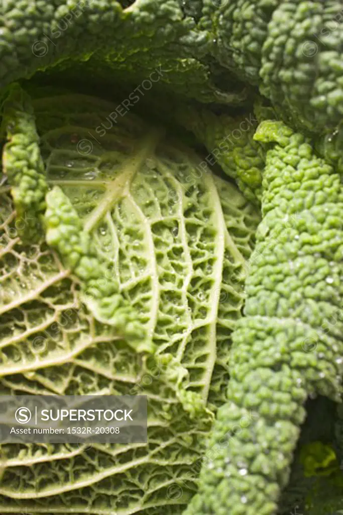 Savoy cabbage (detail)
