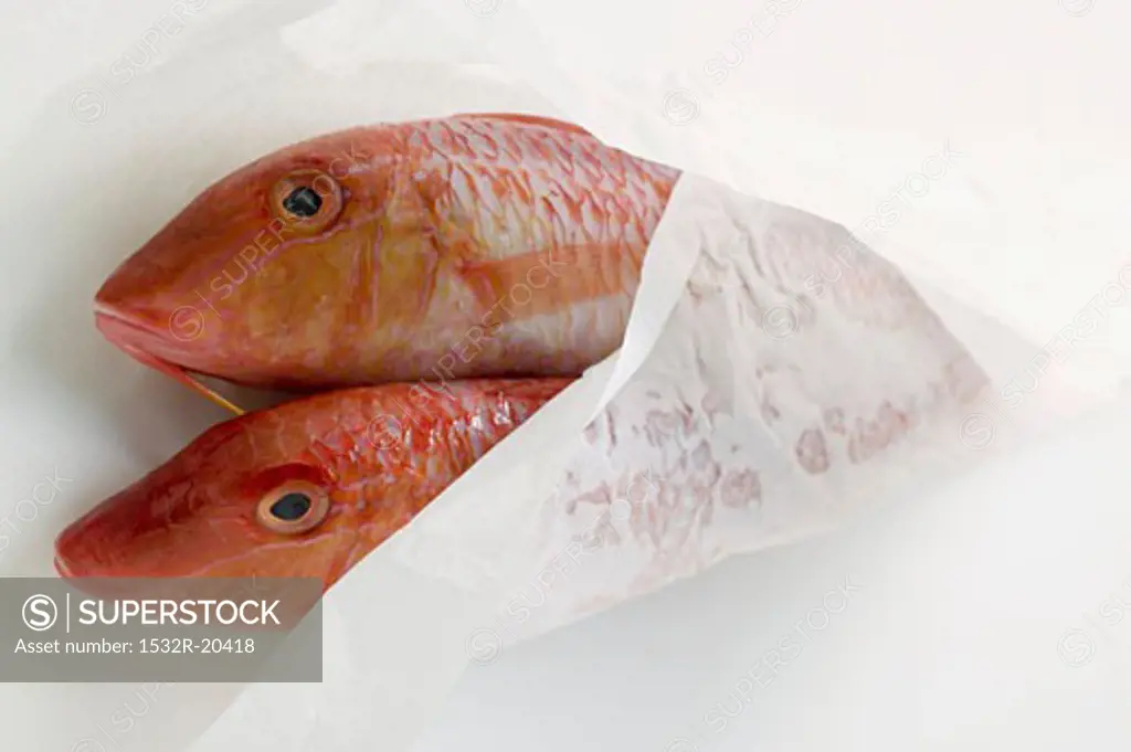 Fresh red mullet in wrapping paper