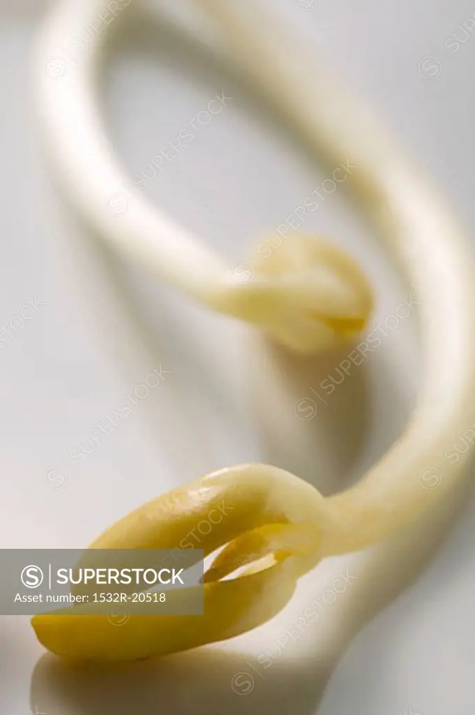 Two soya sprouts (close-up)