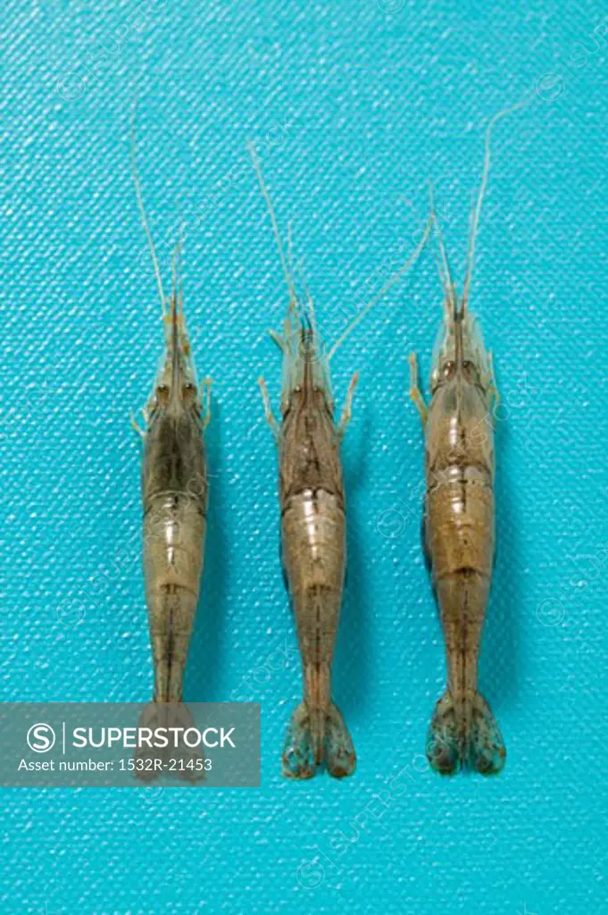 Three raw shrimps on blue background