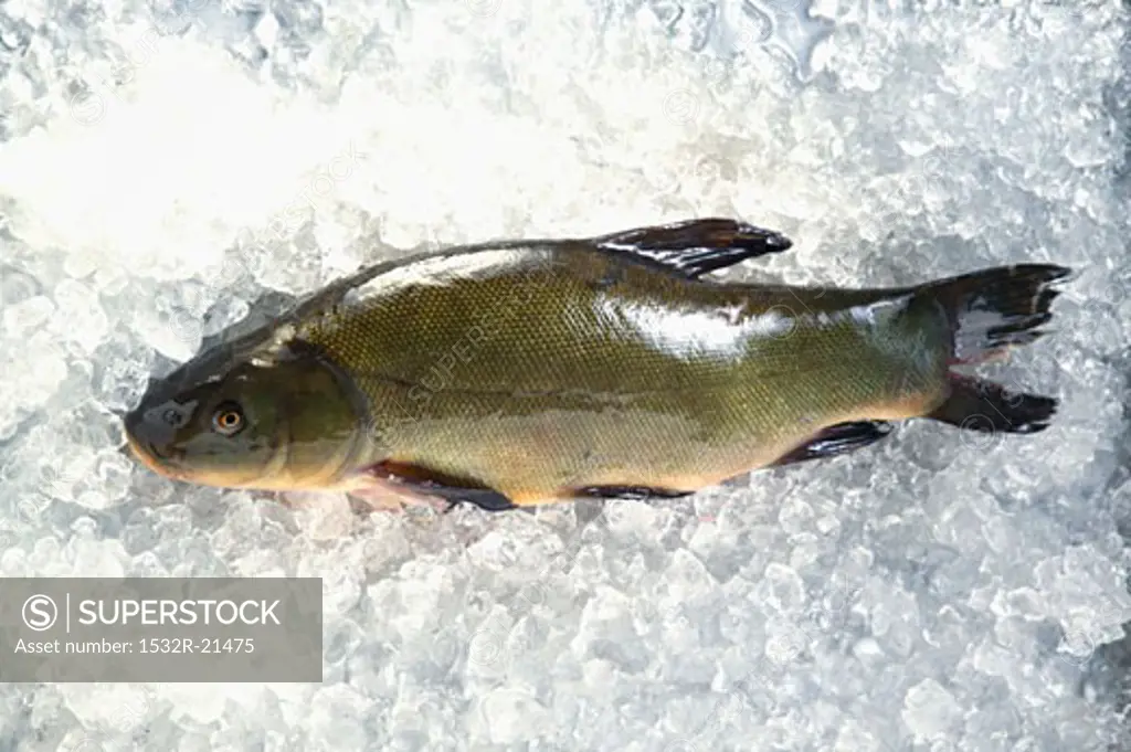 Whole tench on ice