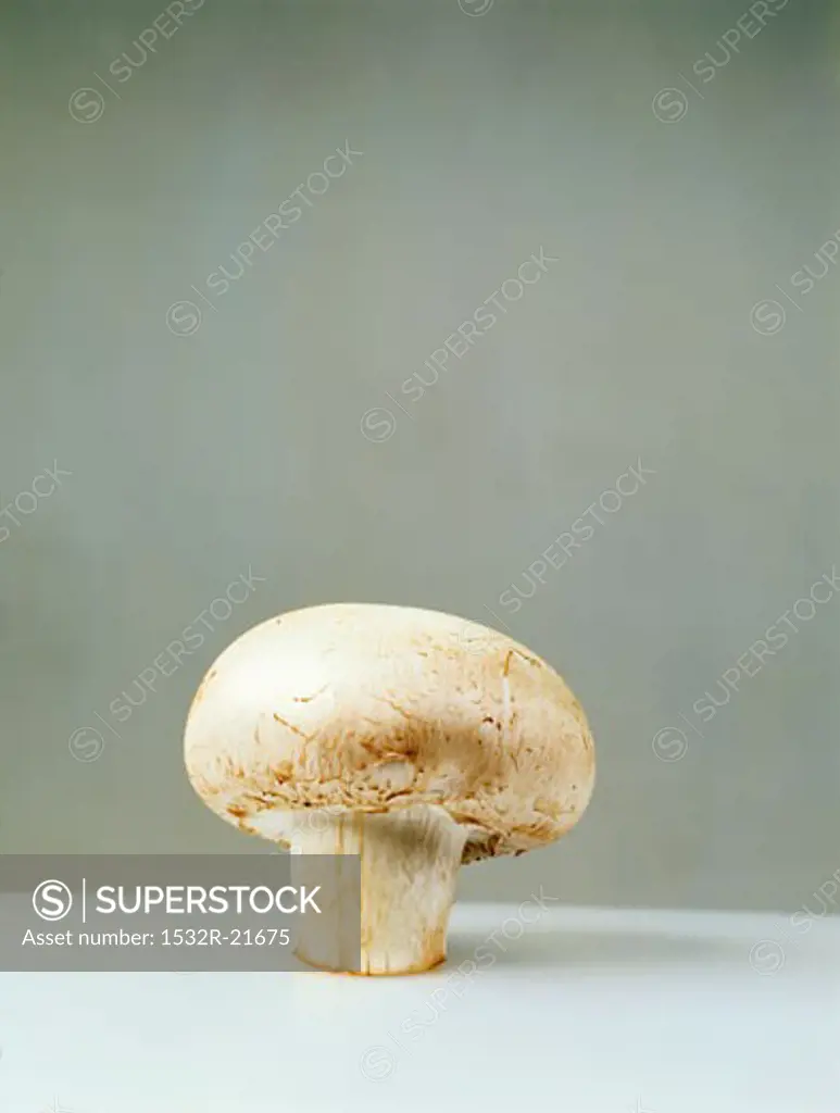 A mushroom, standing on its stalk
