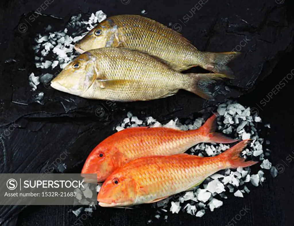 Two red snapper and two gilthead sea bream