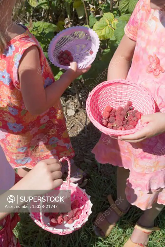 Children picking raspberries