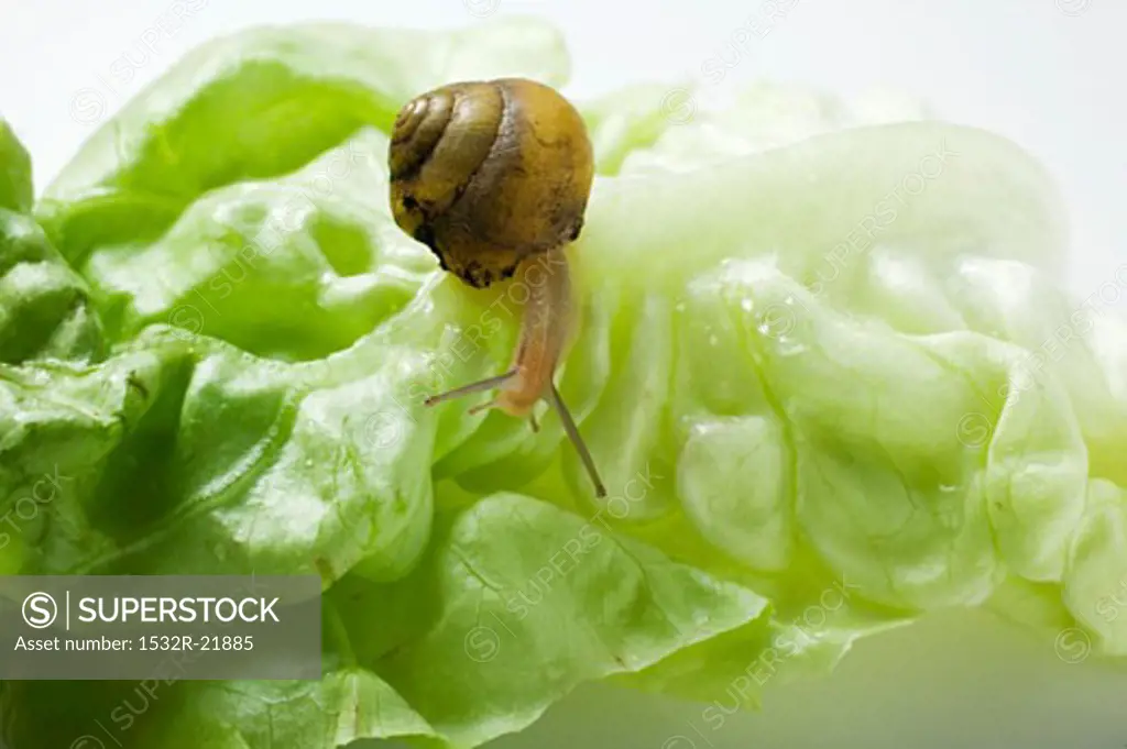 A snail on a lettuce leaf