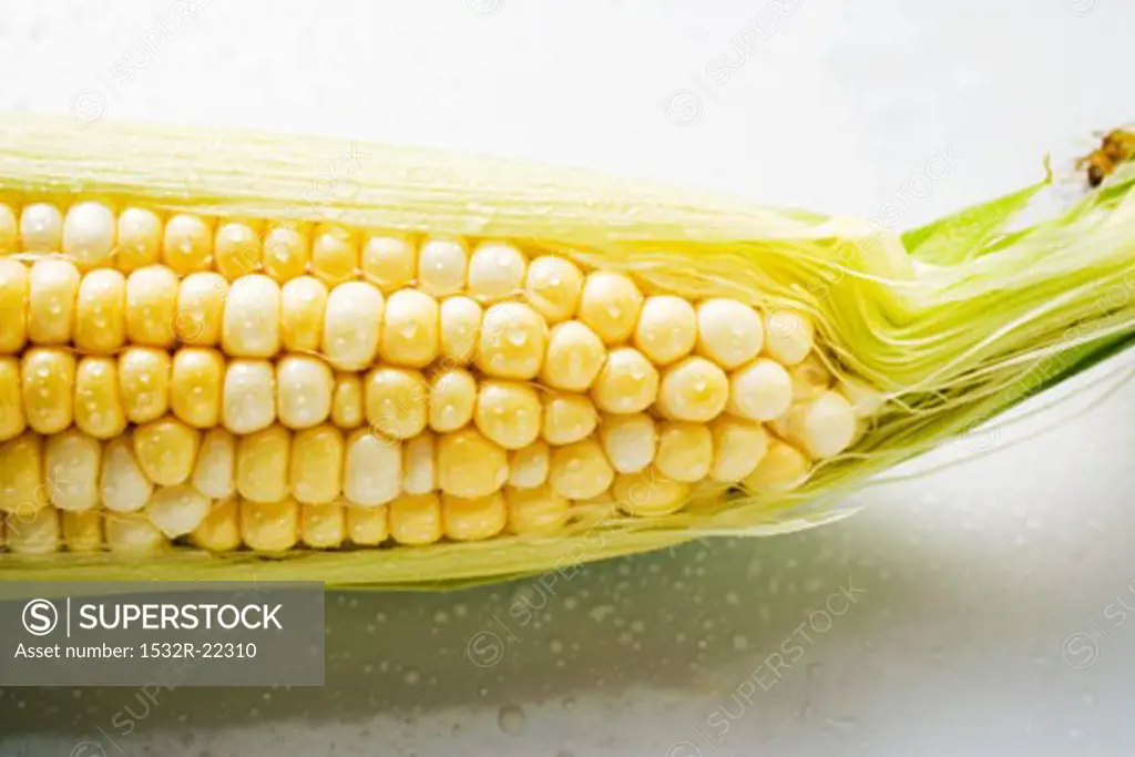 The tip of a corn cob with husks and silk