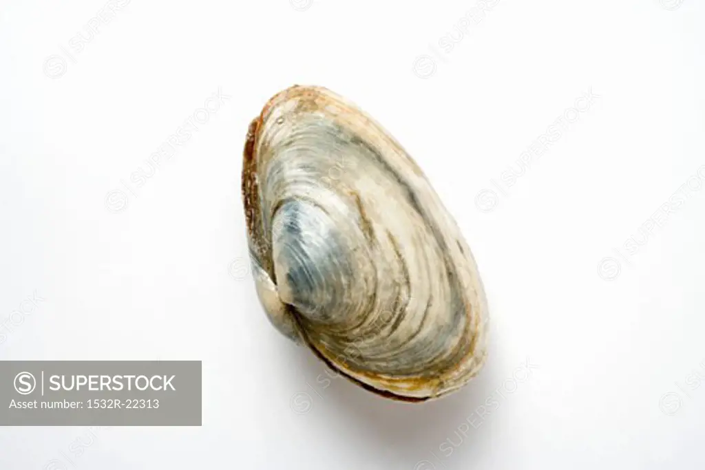 A clam