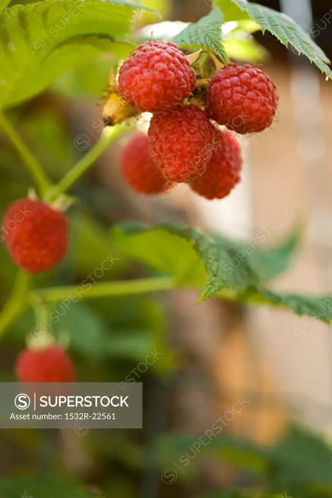 Fresh raspberries on the cane