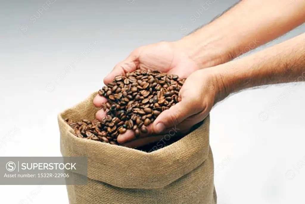 Two hands full of coffee beans