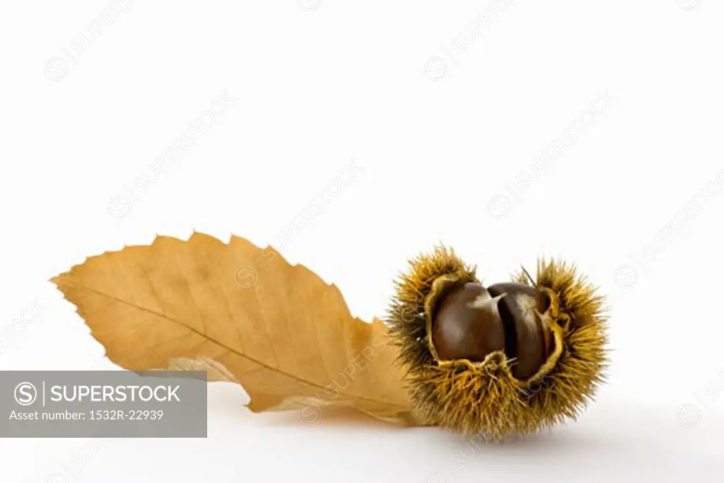 Sweet chestnuts in shell with leaf