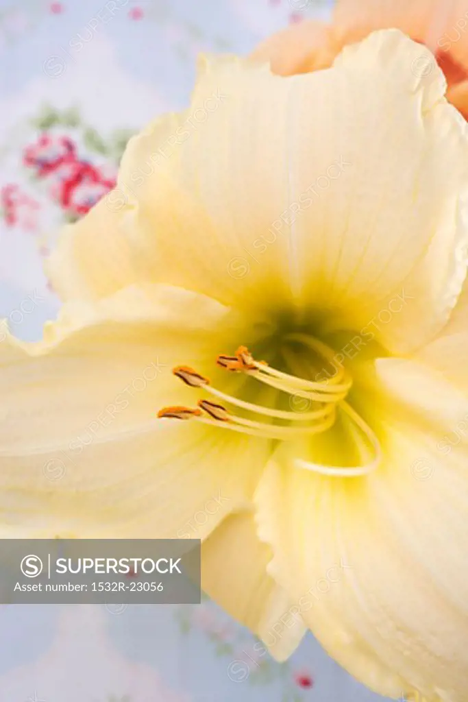 An amaryllis flower