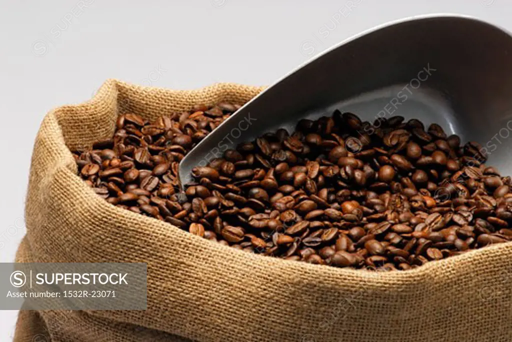 Roasted coffee beans with scoop in a sack