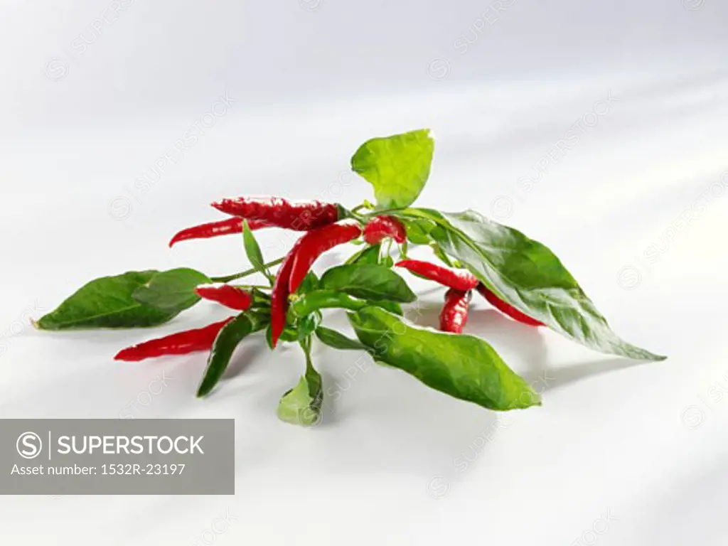 Green and red chillies with stalks and leaves