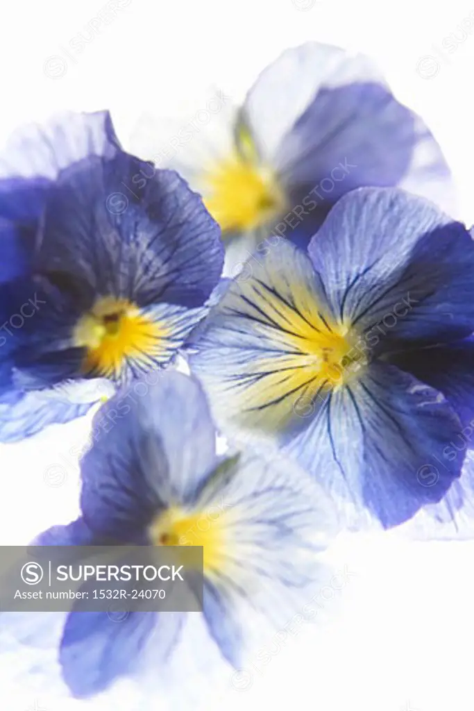 Purple and yellow pansies