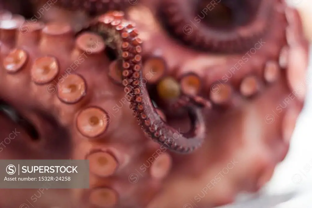 Smoked octopus