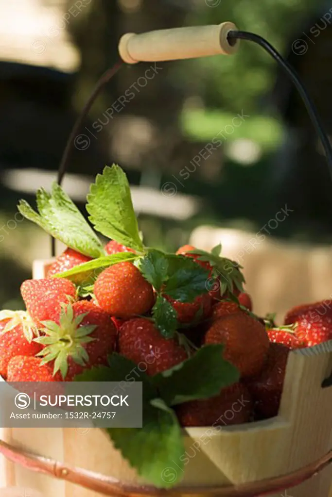 Fresh strawberries with leaves in wooden bucket