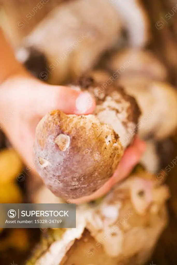 Child's hand holding a cep
